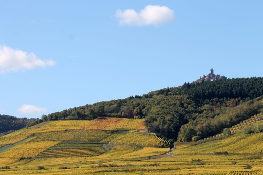 Le vignoble au pied du Haut-Keonigsbourg. ©AMF